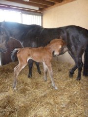 badminton_bois_margot