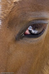 minimouns_31mai-0596