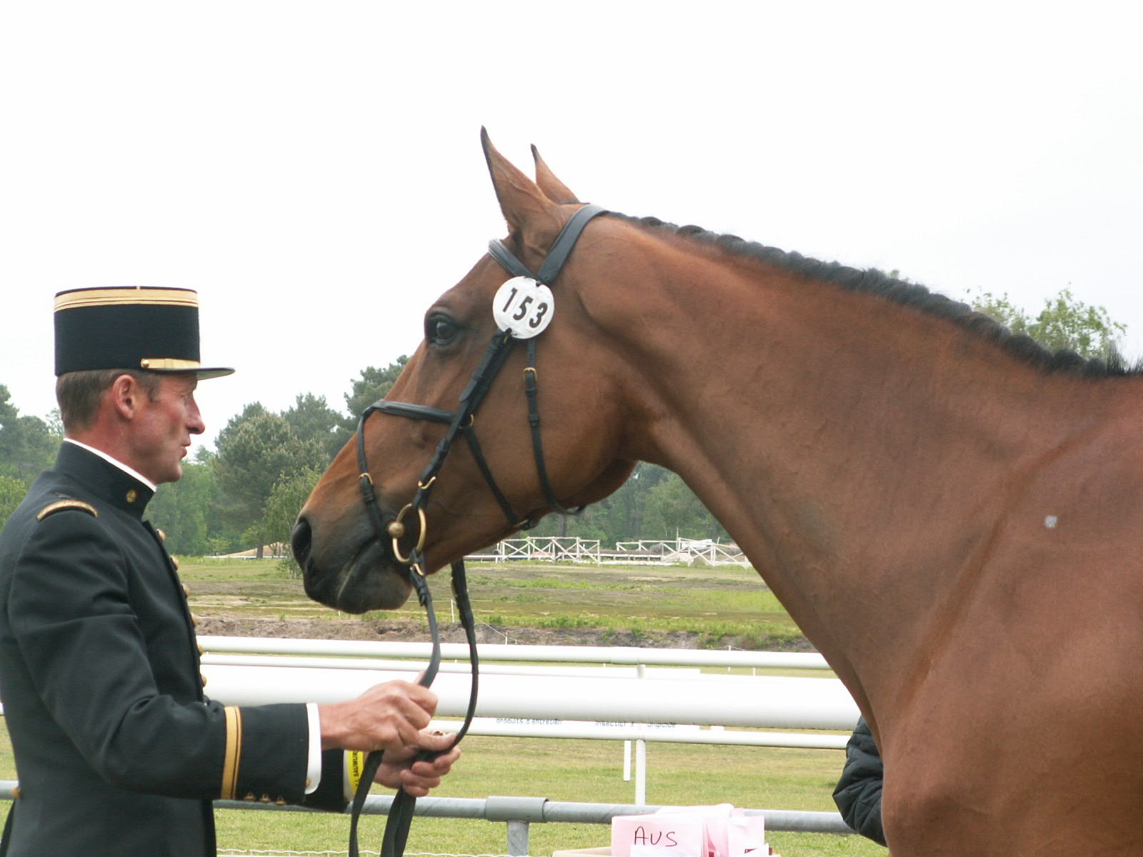 Ismene à la visite veto du cci**** de Saumur