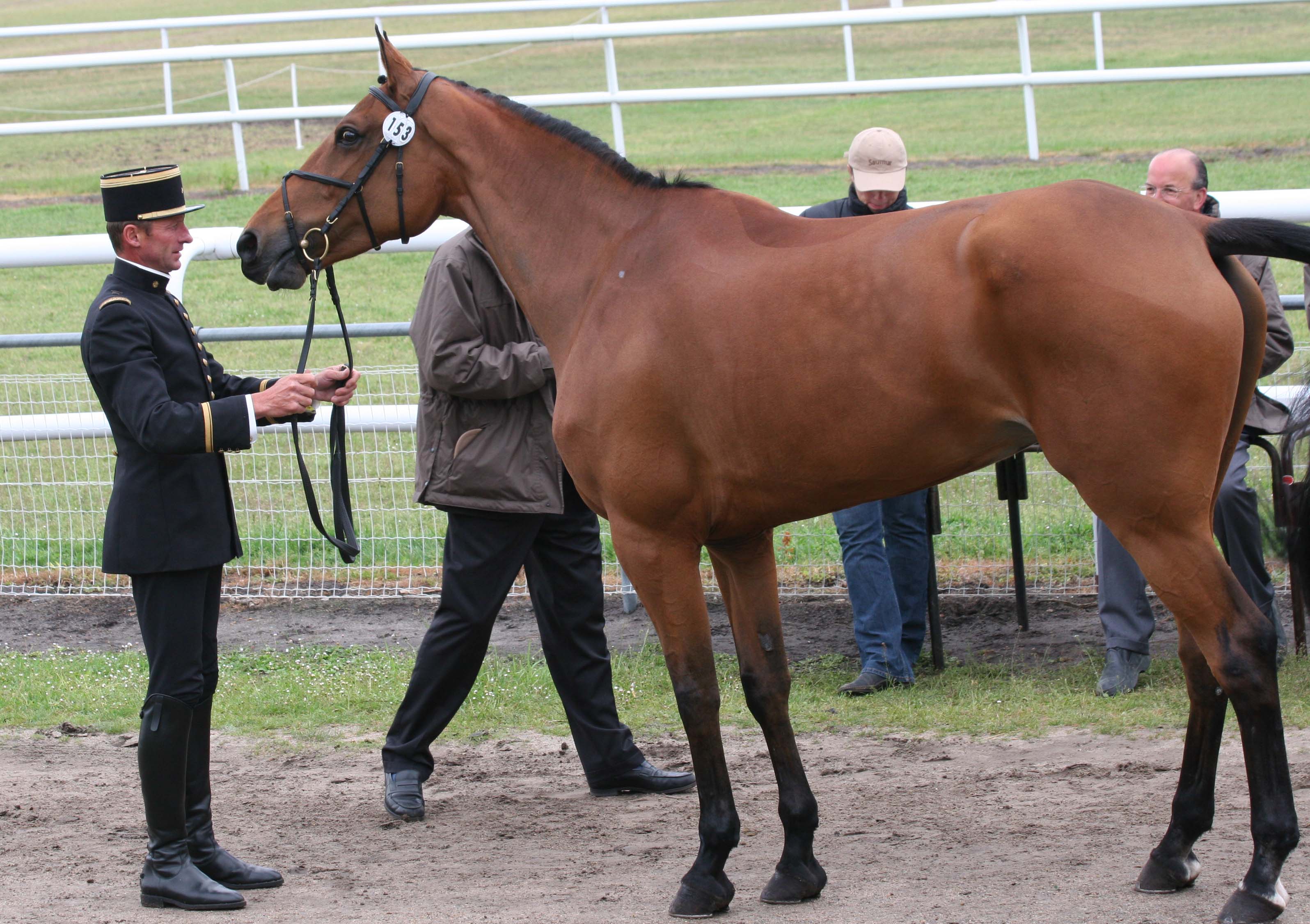 Ismene à la visite veto du cci**** de Saumur