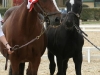 Un amour à 5 mois : 2ème national dressage foal