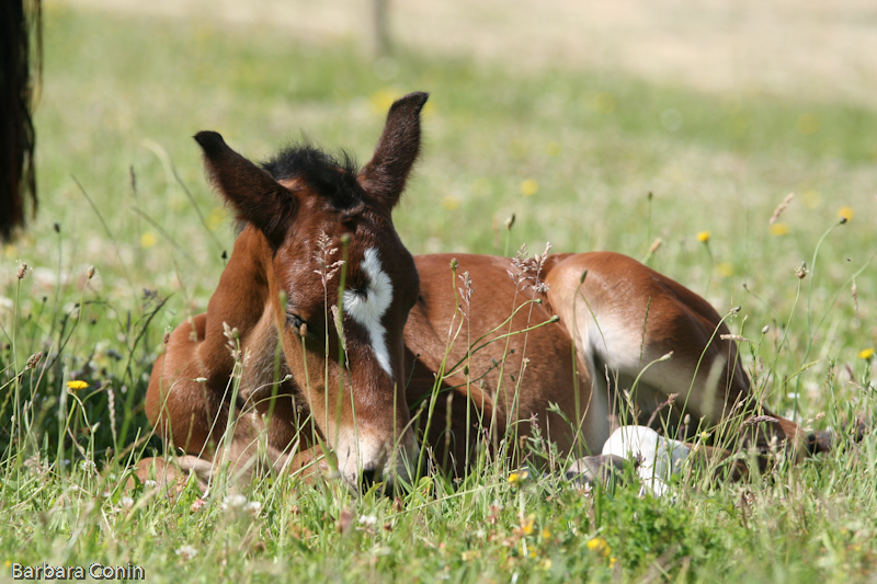 Virevolte foal