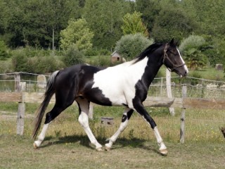 Viva las vegas Malo - Aout 2012 - 3ans