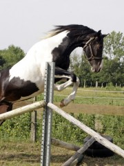 Viva las vegas Malo - Aout 2012 - 2ème séance obstacle