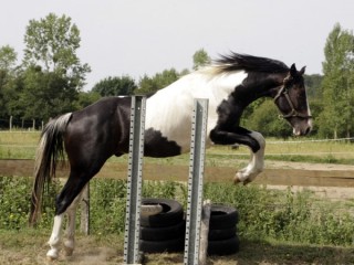 Viva las vegas Malo - Aout 2012 - 2ème séance obstacle