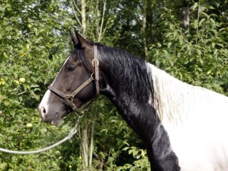 Viva las vegas Malo - Aout 2012 - 3ans