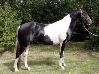 Viva las vegas Malo - Aout 2012 - 3ans