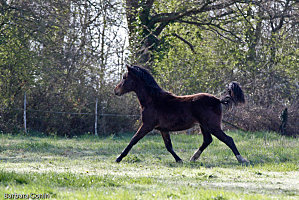 poneys2010-1265