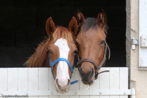 Banana Moun et Blue Moun