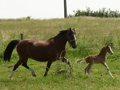 Astryd et son premier poulain Roadster en 2005