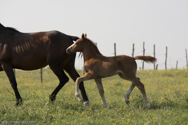 minimoun26-04-2011-0056