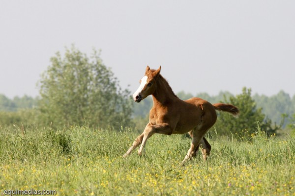 minimoun26-04-2011-0066