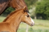 minimoun26-04-2011-0035