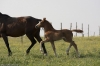 minimoun26-04-2011-0056