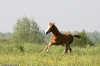 minimoun26-04-2011-0066