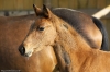 minimoun26-04-2011-0038