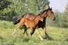 minimoun26-04-2011-0071