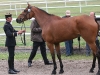 Ismene à la visite veto du cci**** de Saumur