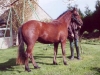 kloun2