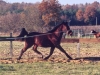 quocktail_avendre