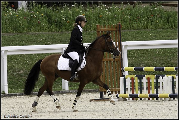 Roadster sur son premir CSO au CIR du Lion : double sf