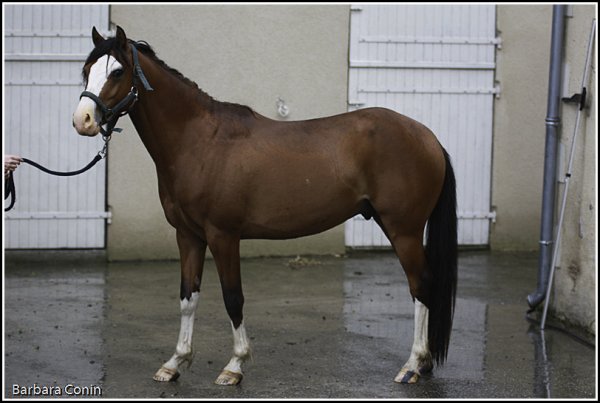Roadster juin 2009