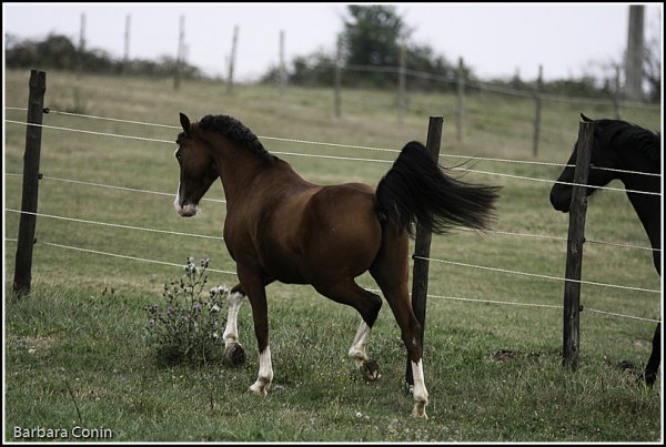 Roadster en septembre 2009