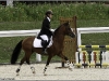 Roadster sur son premir CSO au CIR du Lion : double sf