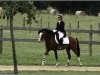 Roadster sur son premir CSO au CIR du Lion : double sf