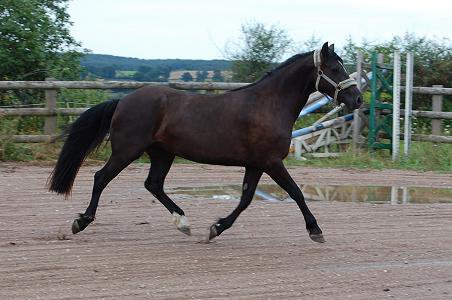 Tchintchin en juillet 2010 (3ans)