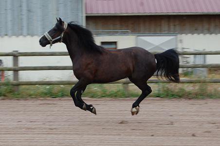 Tchintchin en juillet 2010 (3ans)