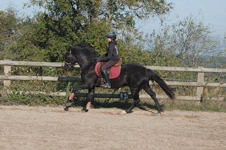 tchintchin-2010-galop