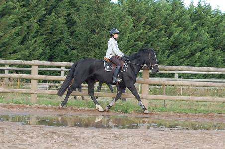 tchintchin-2010-trot