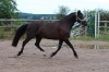 Tchintchin en juillet 2010 (3ans)