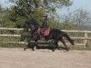 tchintchin-2010-galop