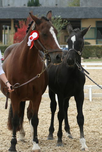 Un amour à 5 mois : 2ème national dressage foal