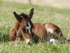 Virevolte foal