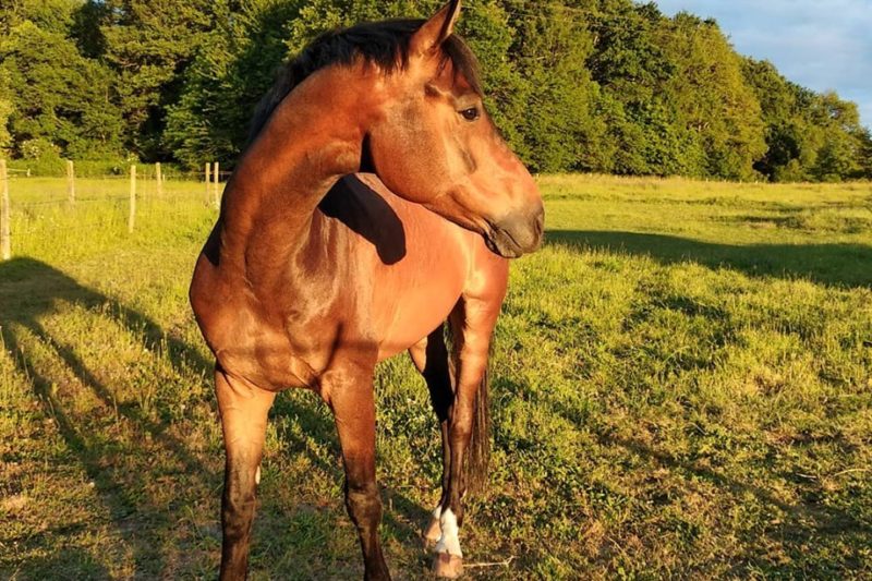 Beau Oui alias Biscotte nous a rejoint